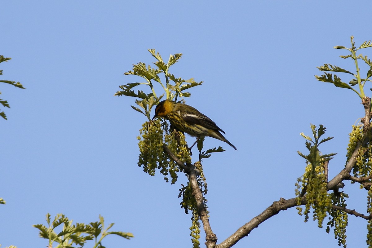 Cape May Warbler - ML235170471