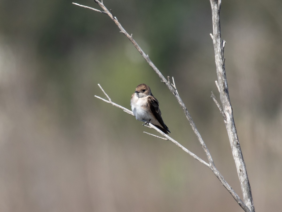 Northern Rough-winged Swallow - ML235181571