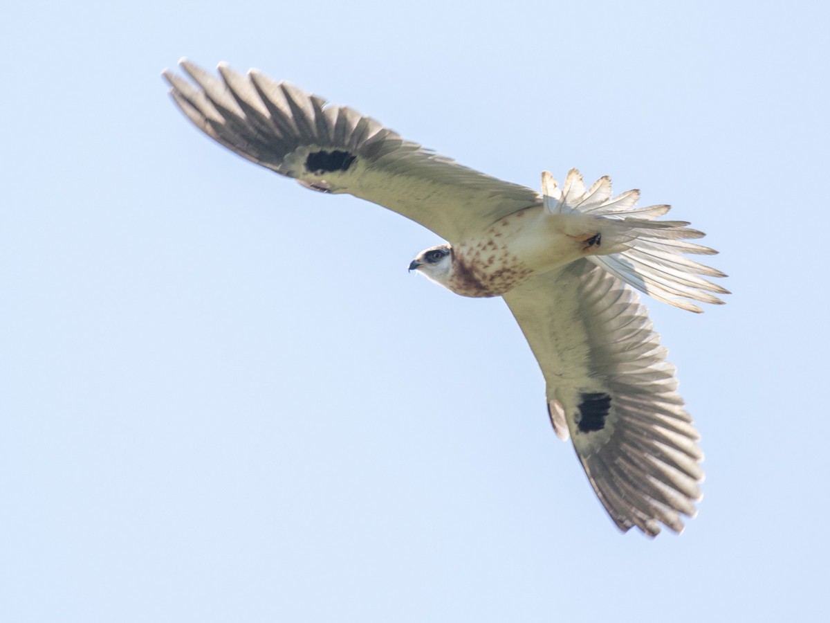 White-tailed Kite - ML235182421