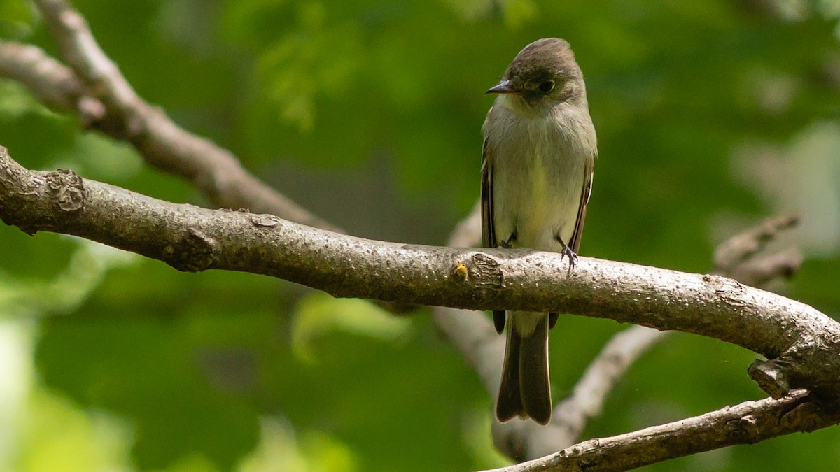 Eastern Wood-Pewee - Todd Kiraly