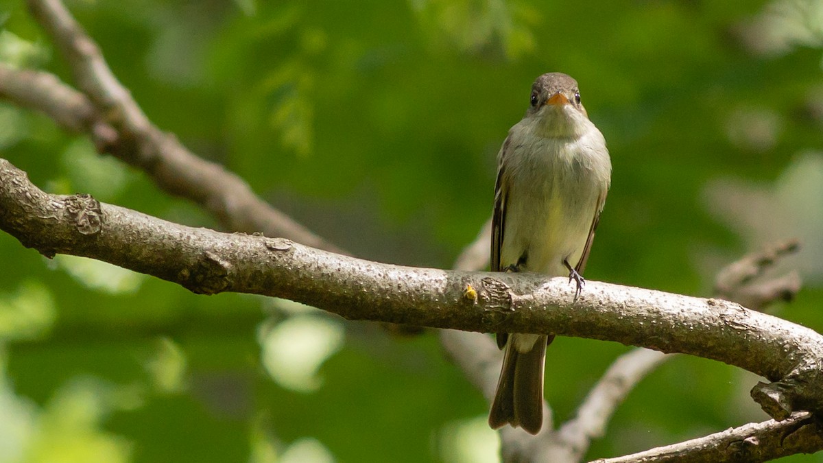 Eastern Wood-Pewee - Todd Kiraly