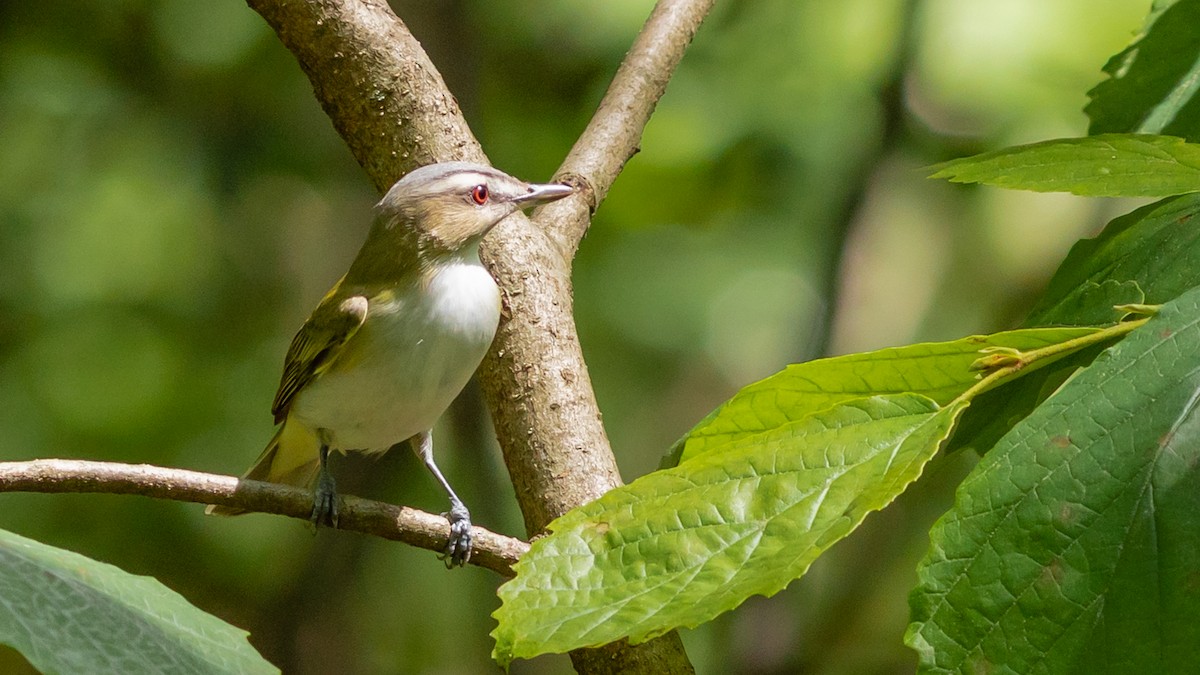 Red-eyed Vireo - Todd Kiraly