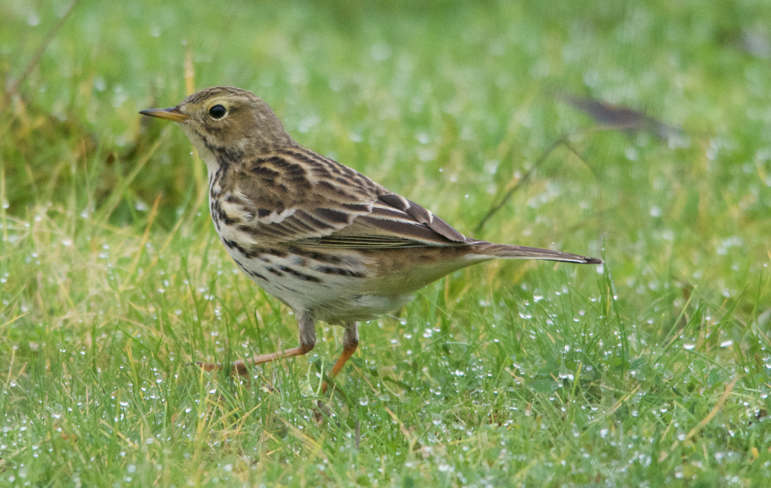 Meadow Pipit - ML23518561