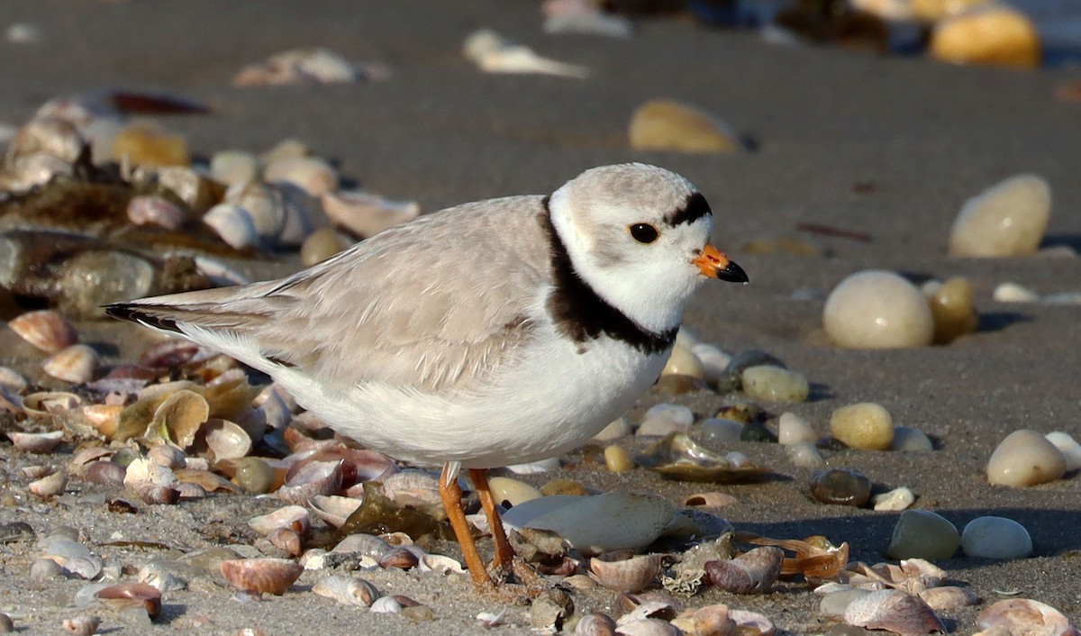 Piping Plover - ML235187521