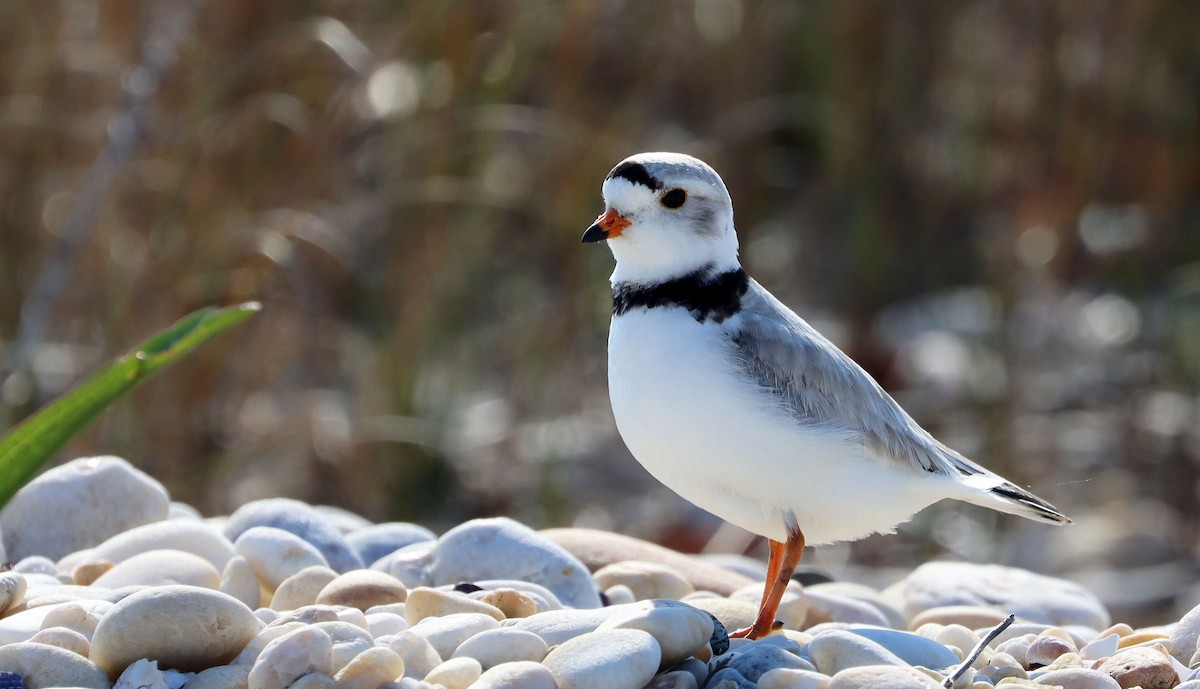 Piping Plover - ML235187731