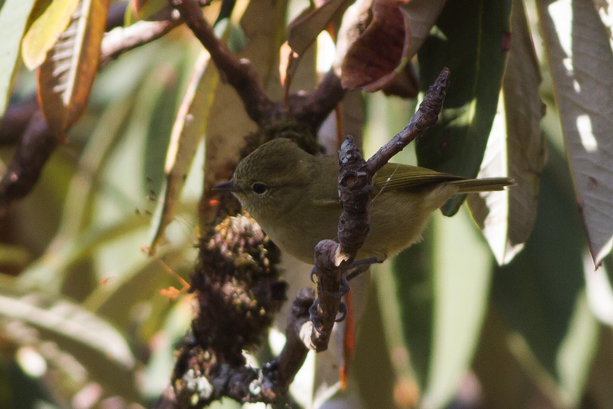 Yellow-browed Tit - ML235191311