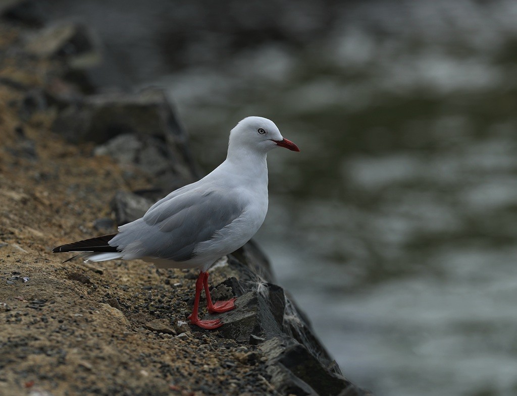 Silver Gull (Red-billed) - Qiang Zeng