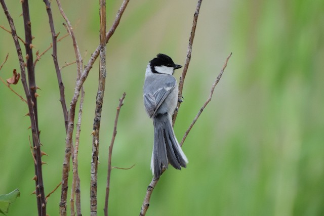 Great Tit (subspecies <em class="SciName notranslate">turkestanicus</em>). - Great Tit (Turkestan) - 