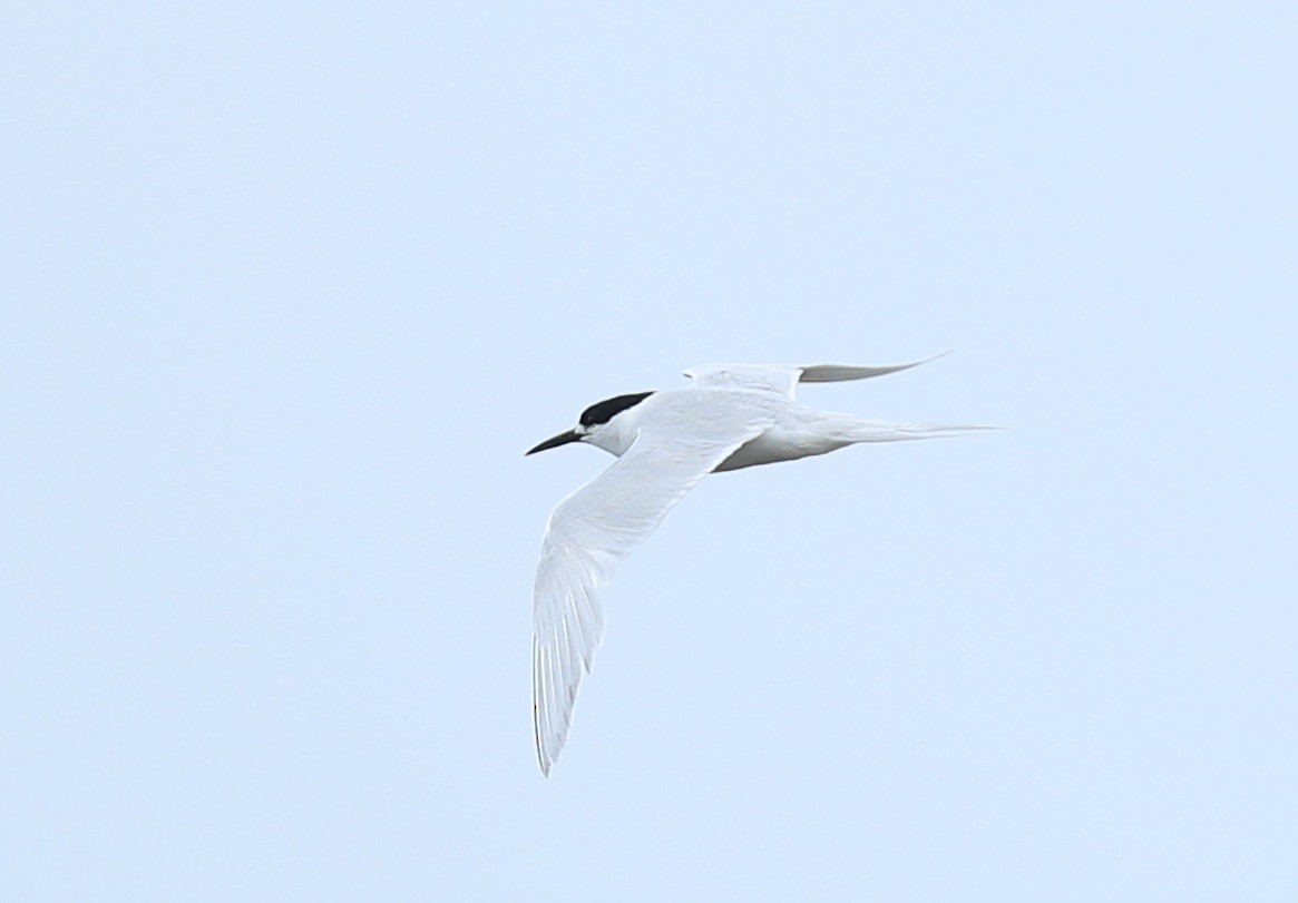 White-fronted Tern - Qiang Zeng