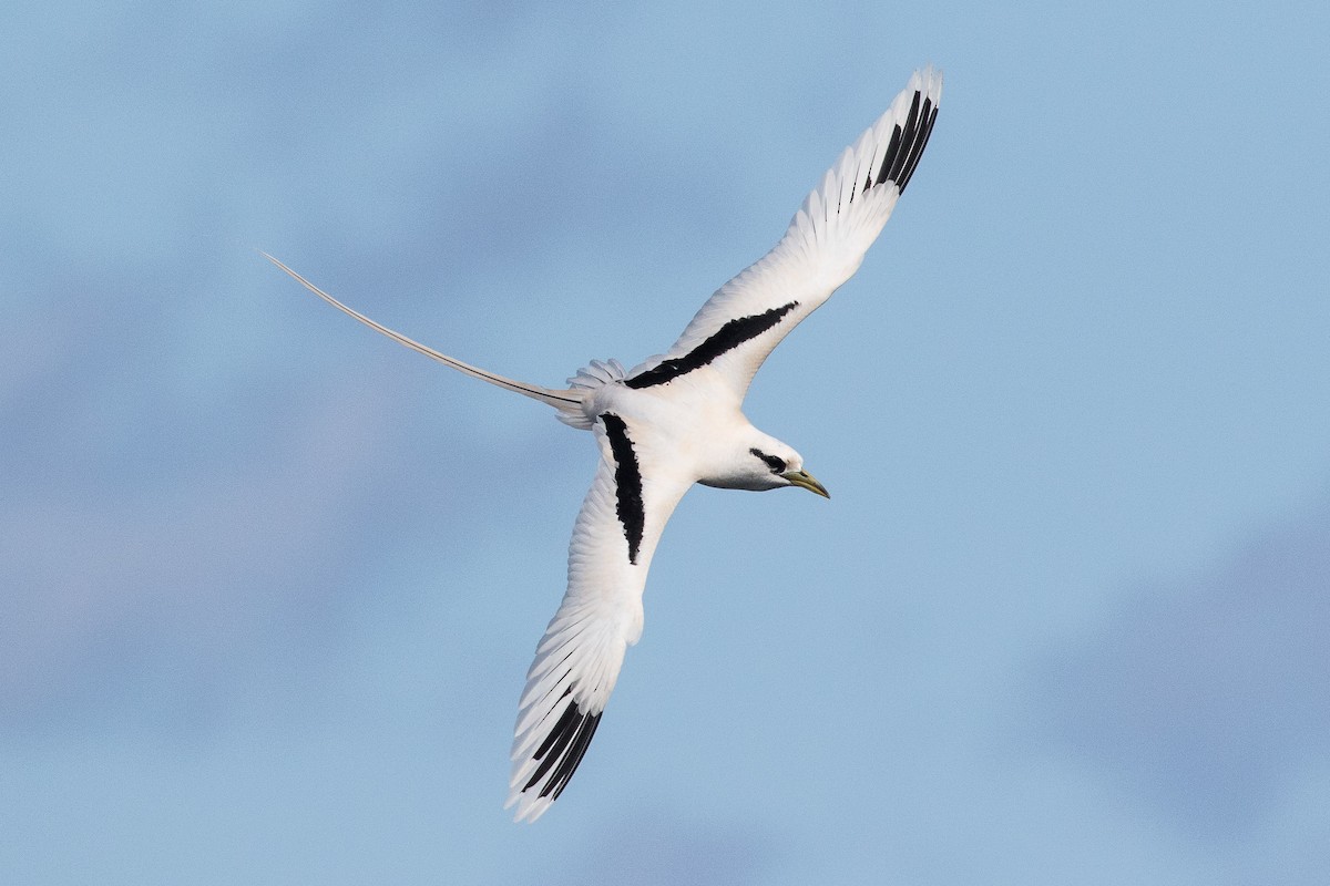 White-tailed Tropicbird - Eric VanderWerf