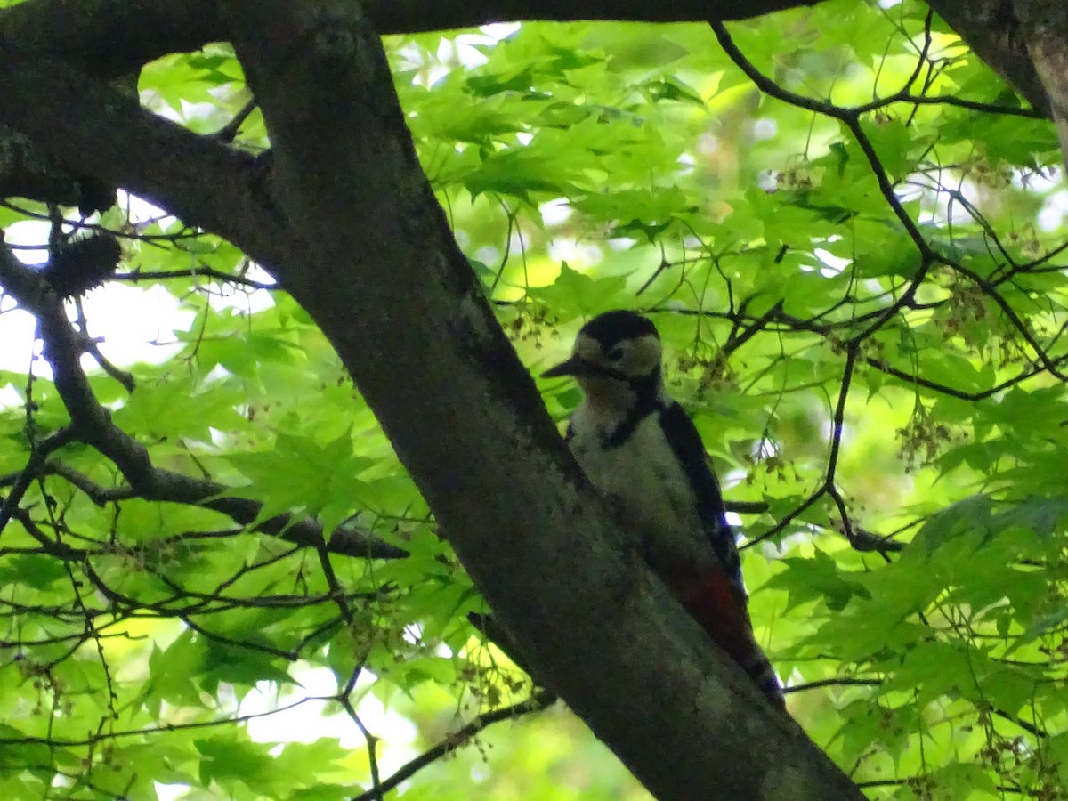 Great Spotted Woodpecker - ML235196521