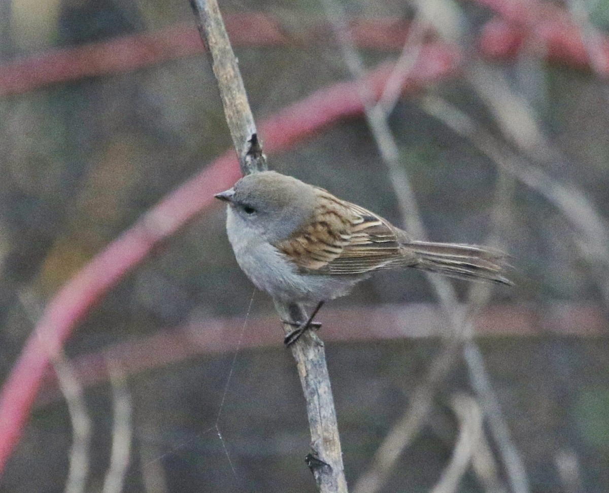Black-chinned Sparrow - Mark Sawyer