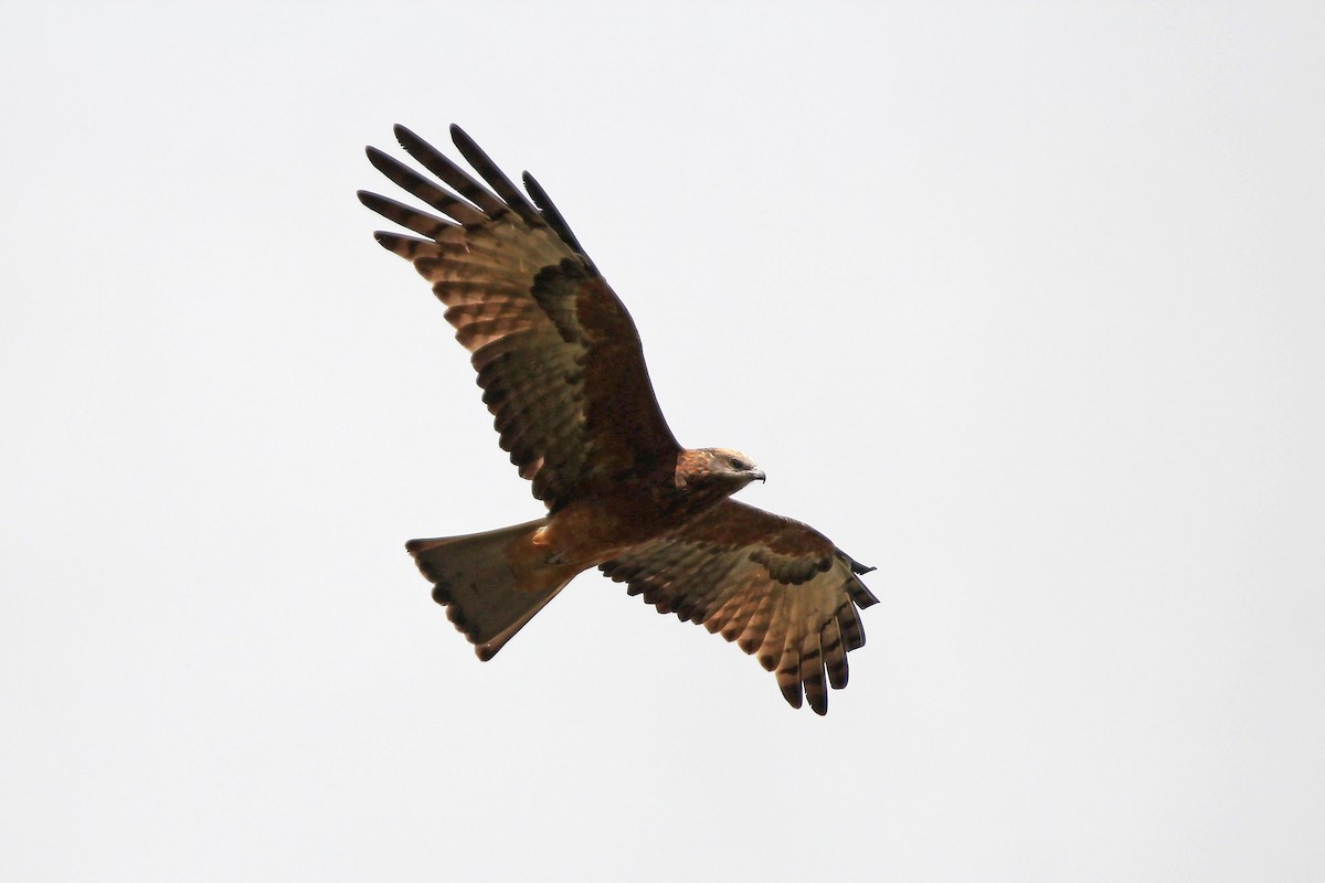 Square-tailed Kite - Rick Franks