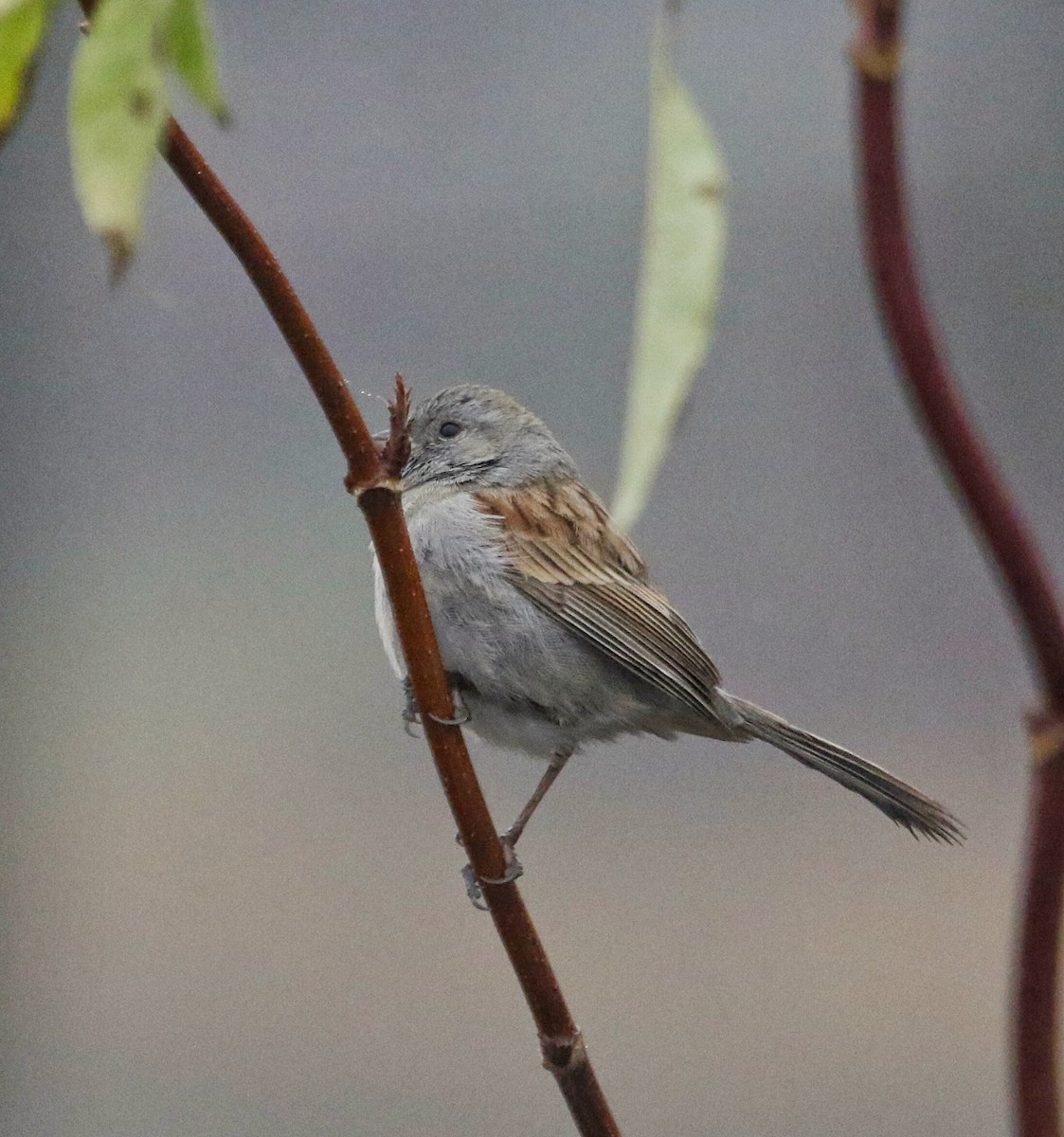Black-chinned Sparrow - Mark Sawyer