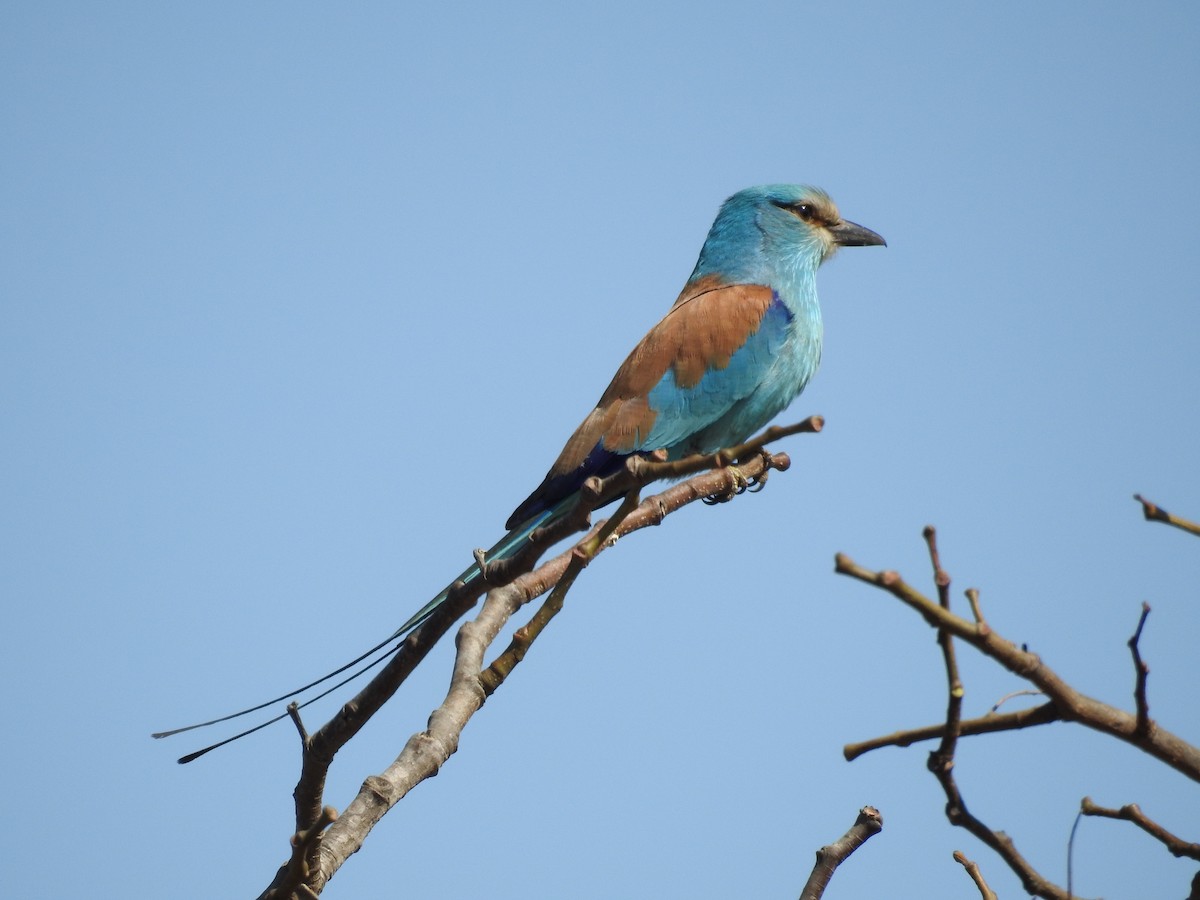Abyssinian Roller - Colin Smith