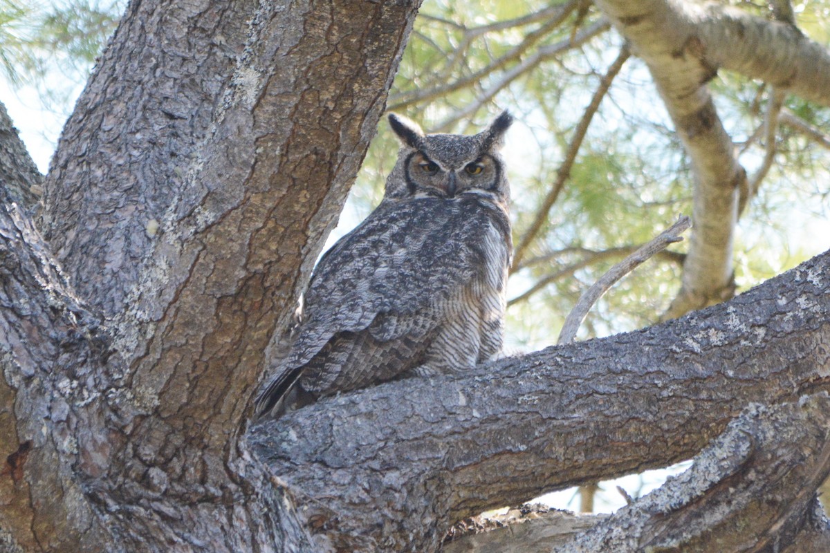 Great Horned Owl - ML235205521