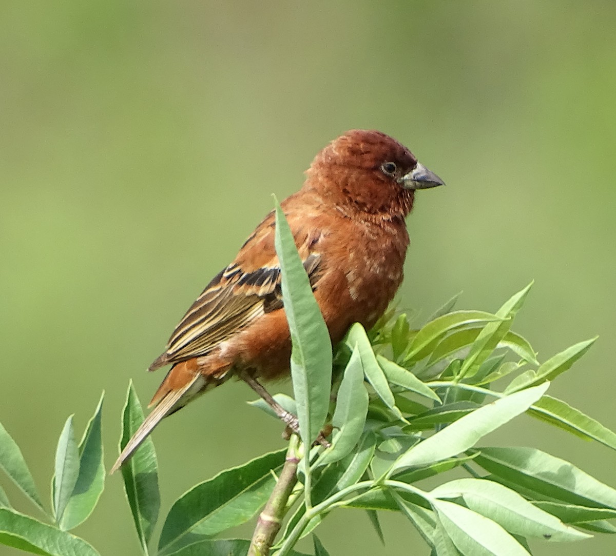 Chestnut Sparrow - ML235207561