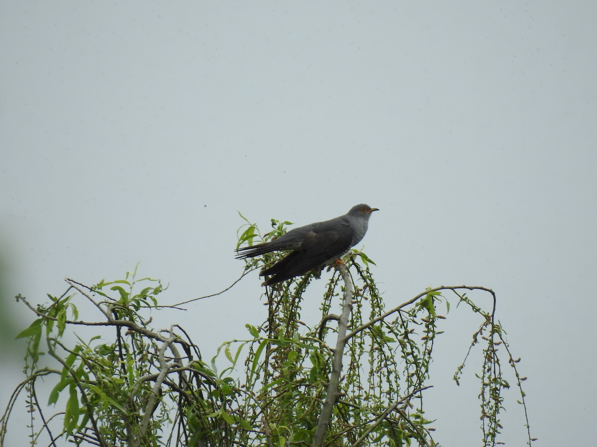 Common Cuckoo - Jupiter Jeon