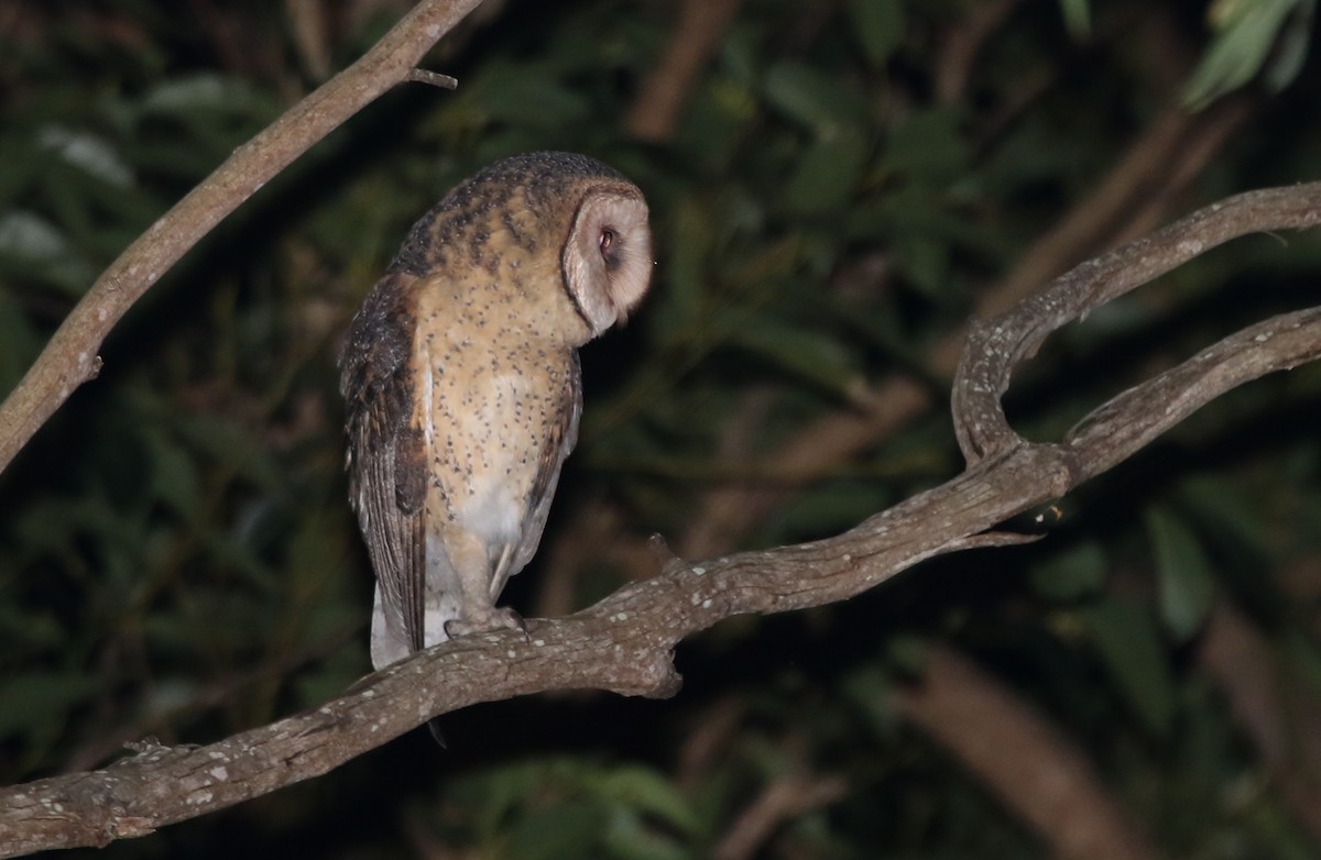 Australian Masked-Owl - ML235216251