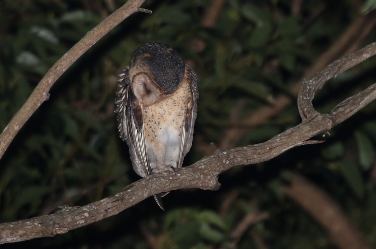 Australian Masked-Owl - ML235216261