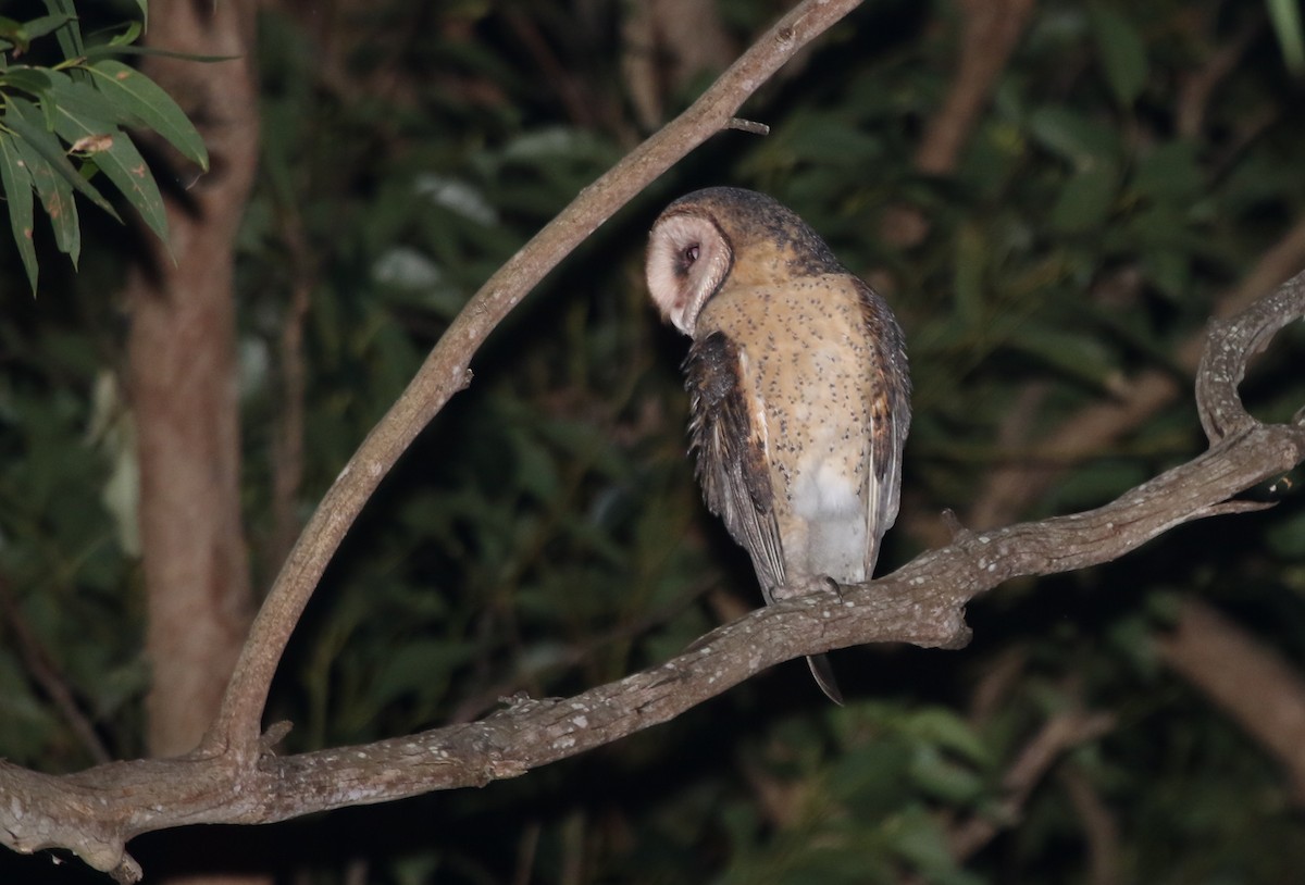 Australian Masked-Owl - ML235216331