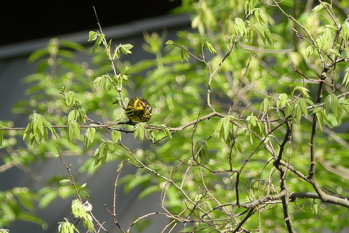 Cape May Warbler - ML235217271