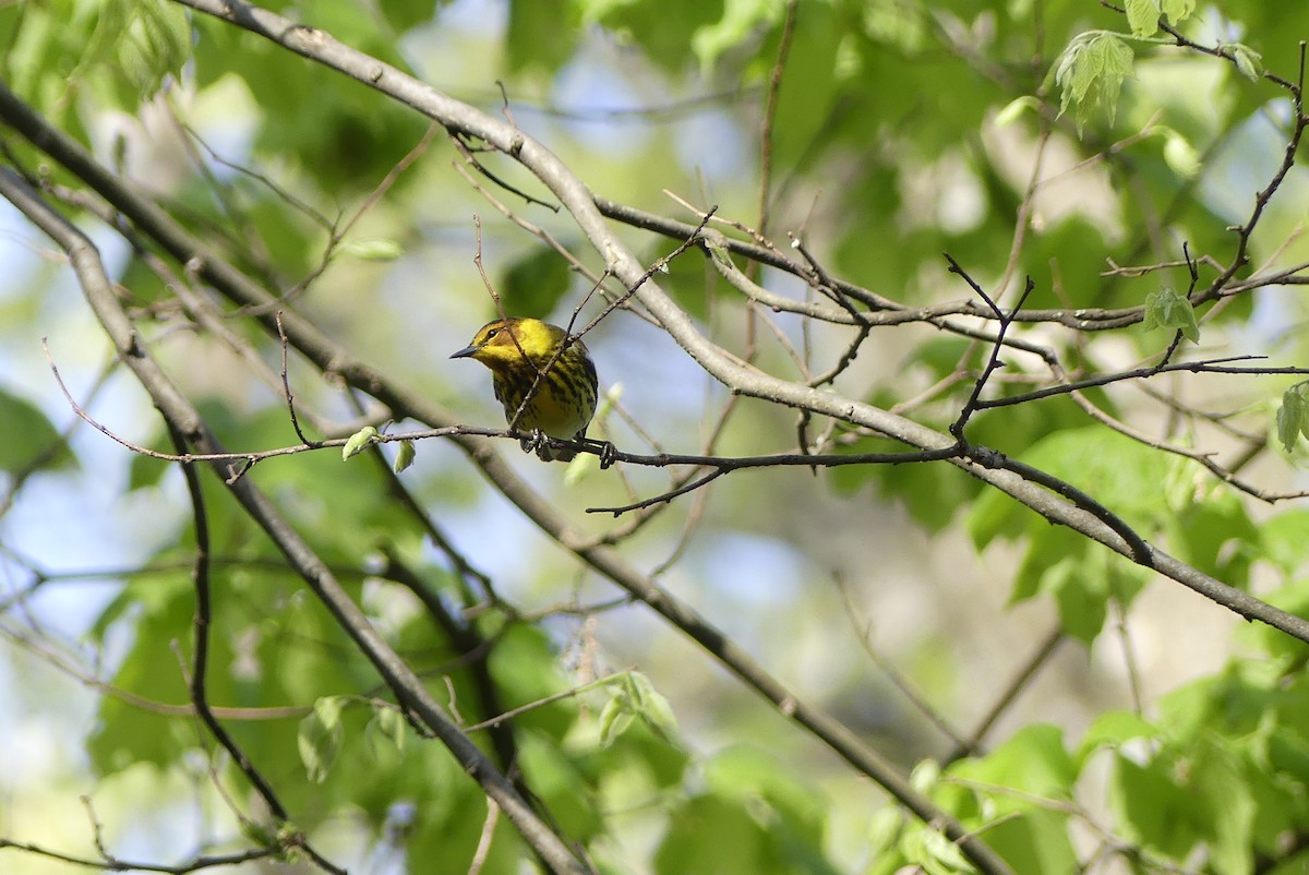 Cape May Warbler - ML235217311
