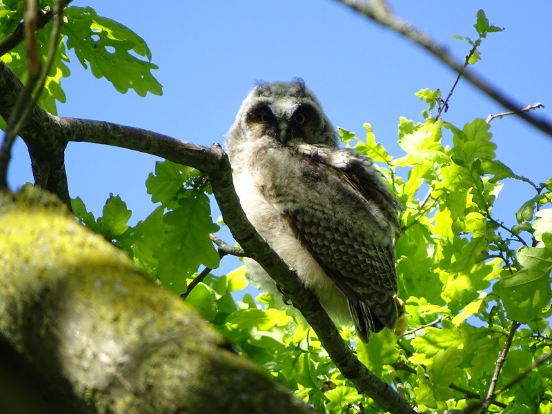 Long-eared Owl - ML235220441