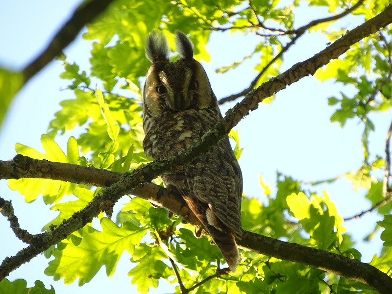 Long-eared Owl - ML235221881
