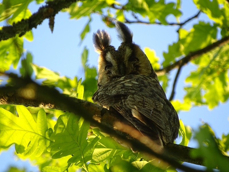 Long-eared Owl - ML235221891