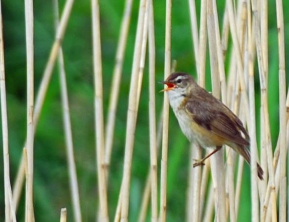 Sedge Warbler - Brian Carruthers