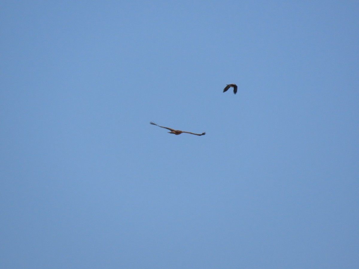 Lesser Spotted Eagle - Eldad Maymon
