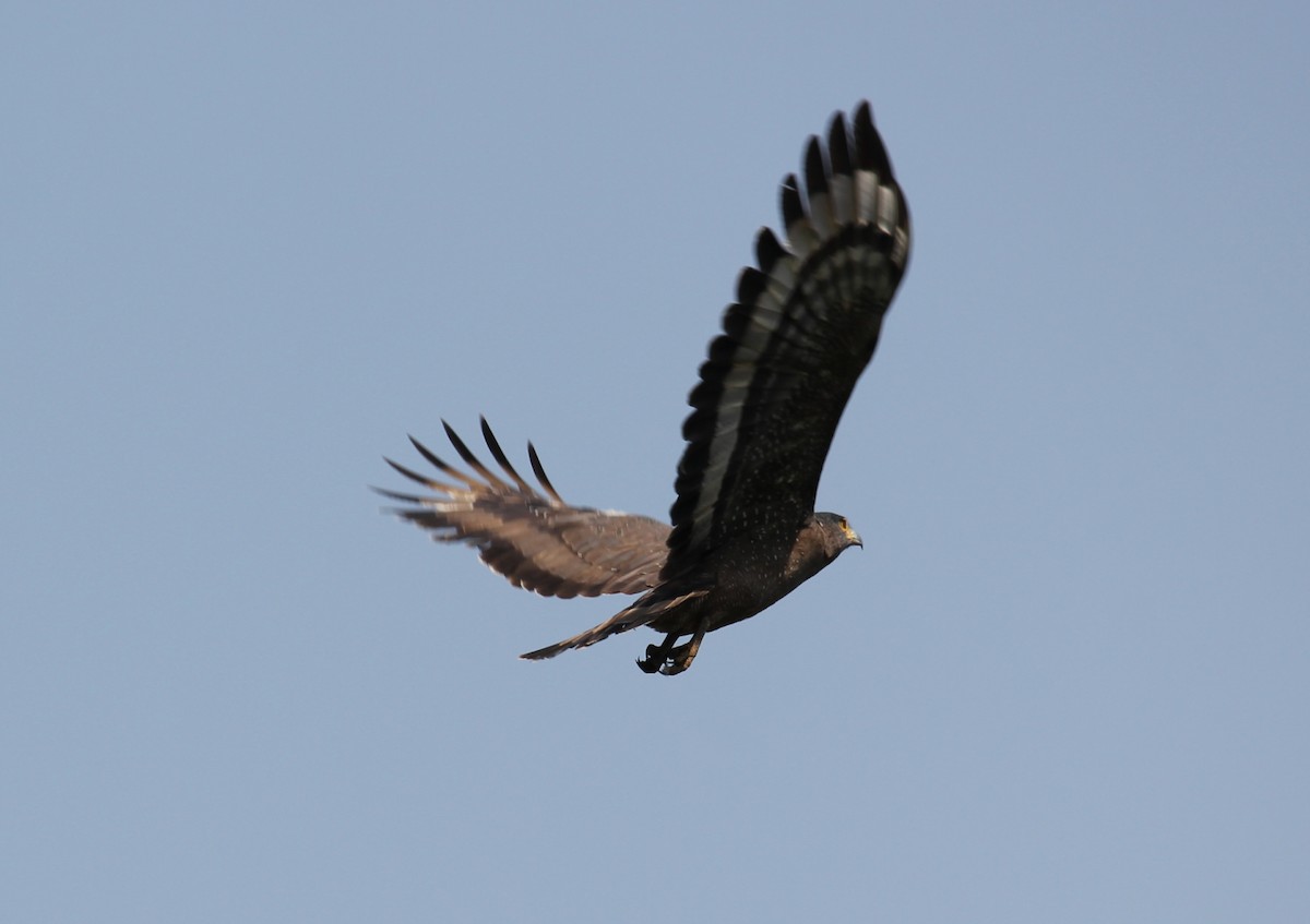 Crested Serpent-Eagle - ML235236531