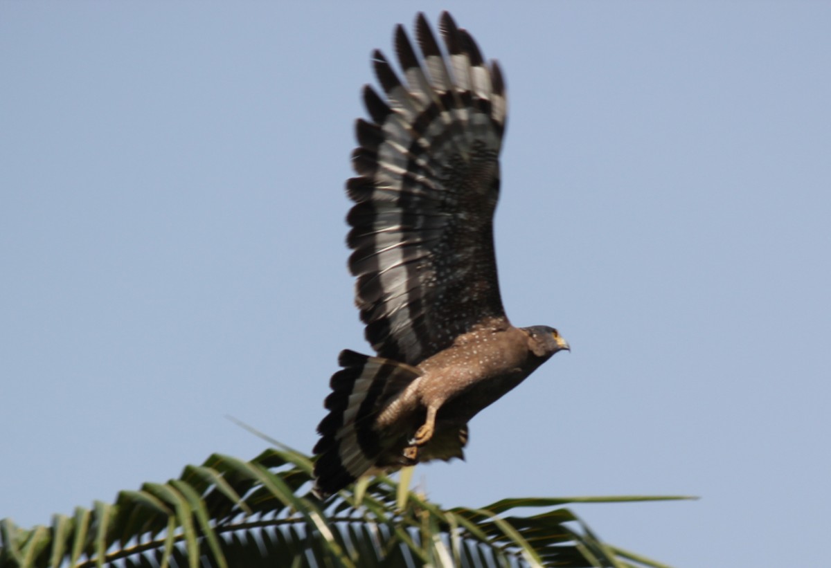 Crested Serpent-Eagle - ML235236551