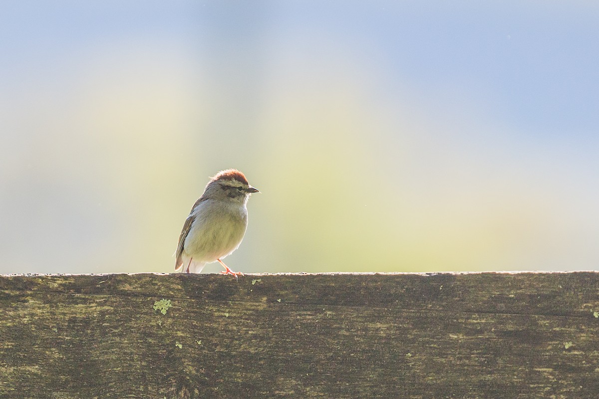 Chipping Sparrow - ML235236601