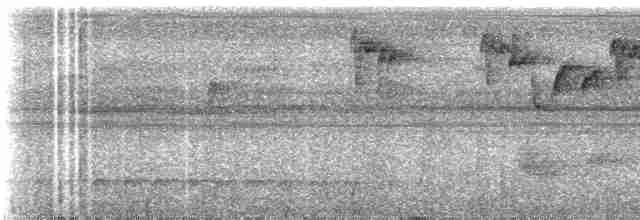 Прямоклювый колибри-отшельник (bourcieri) - ML235257