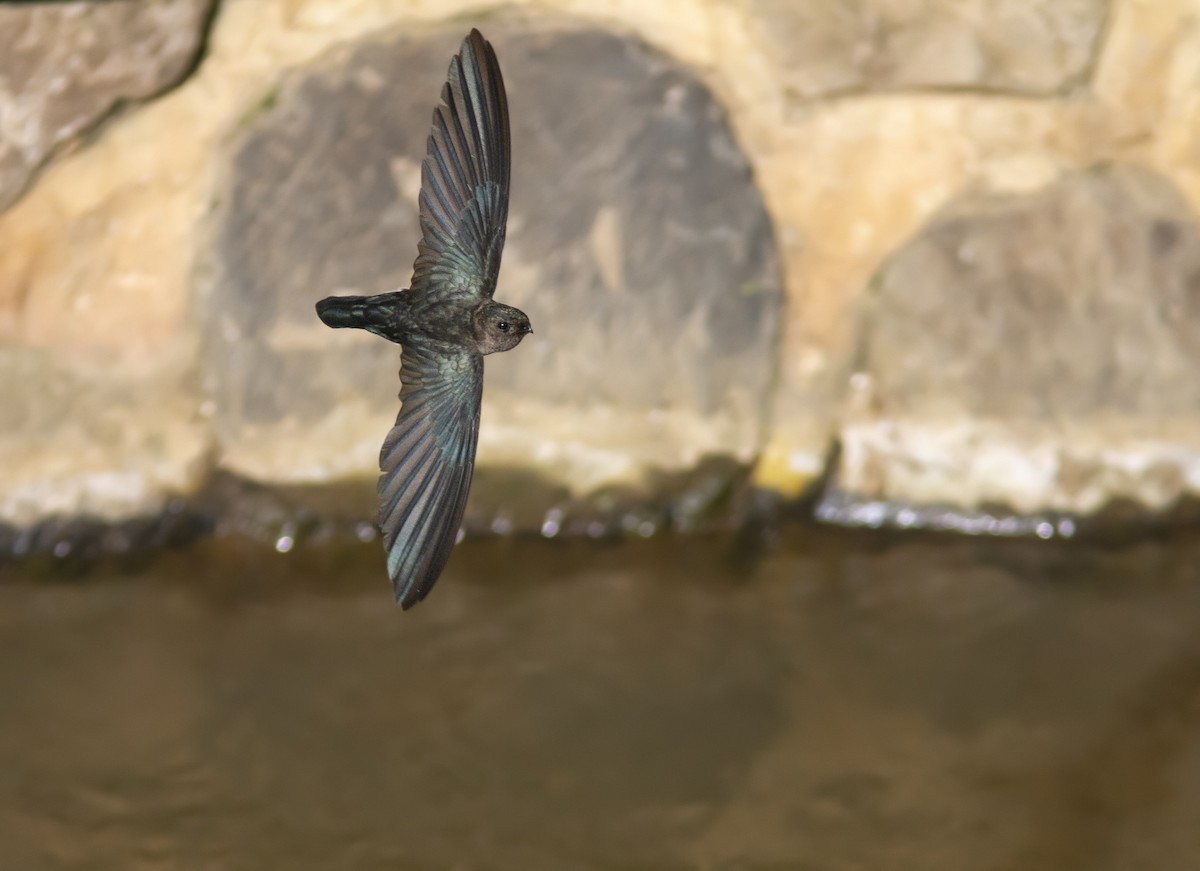 Cave Swiftlet - Wade Strickland