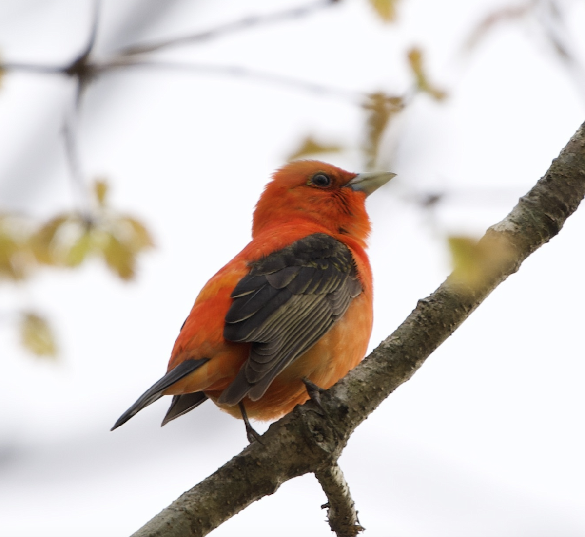 Scarlet Tanager - ML235257871