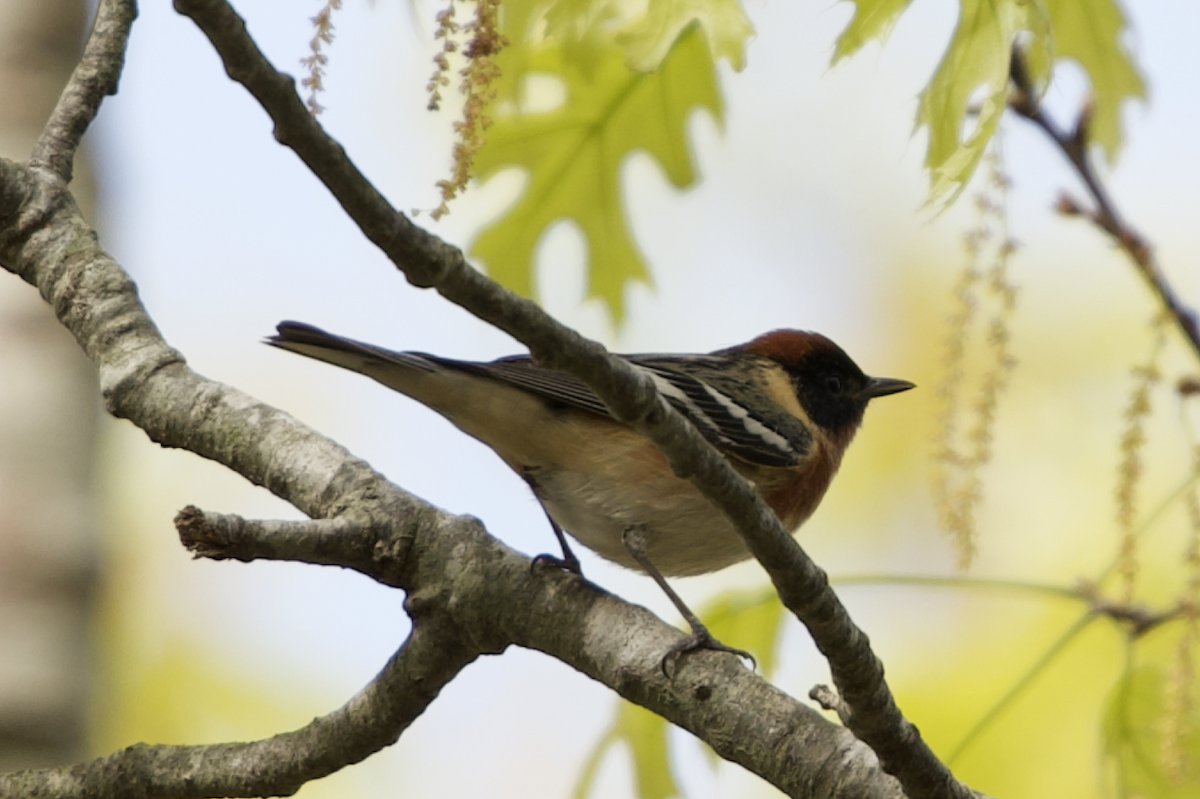Bay-breasted Warbler - ML235258851
