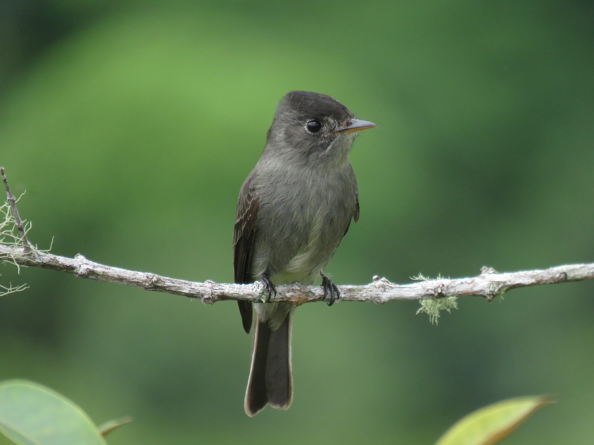 Southern Tropical Pewee - ML235260001
