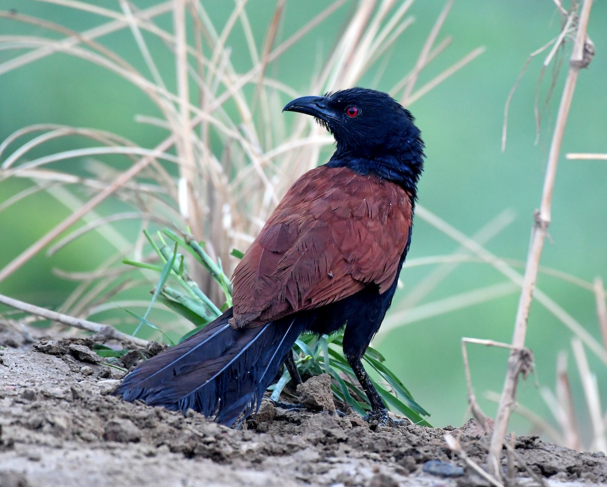 Greater Coucal - ML235264301