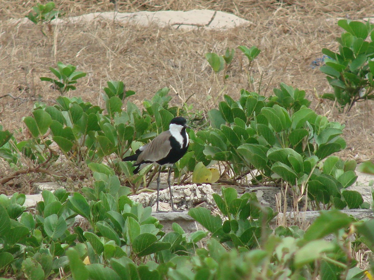 Spur-winged Lapwing - ML235266141
