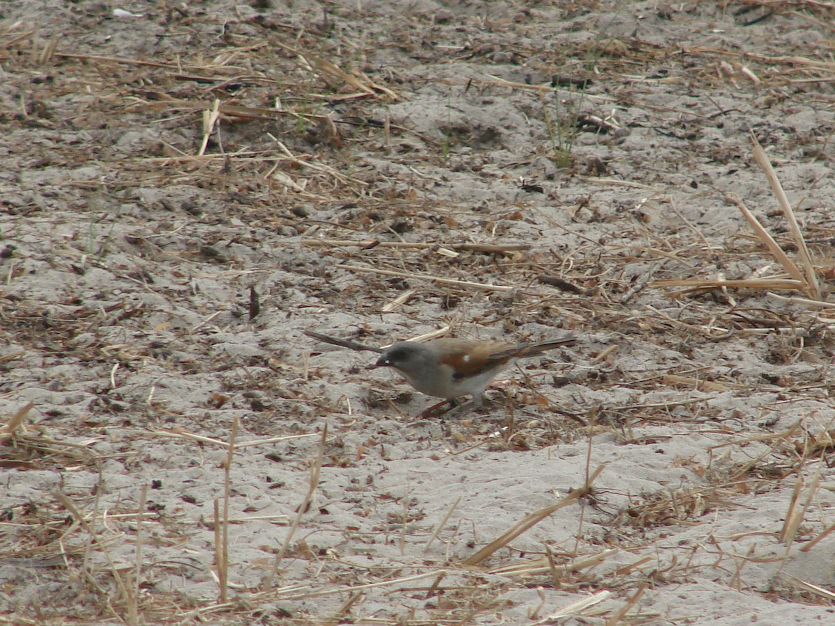 Northern Gray-headed Sparrow - ML235266591