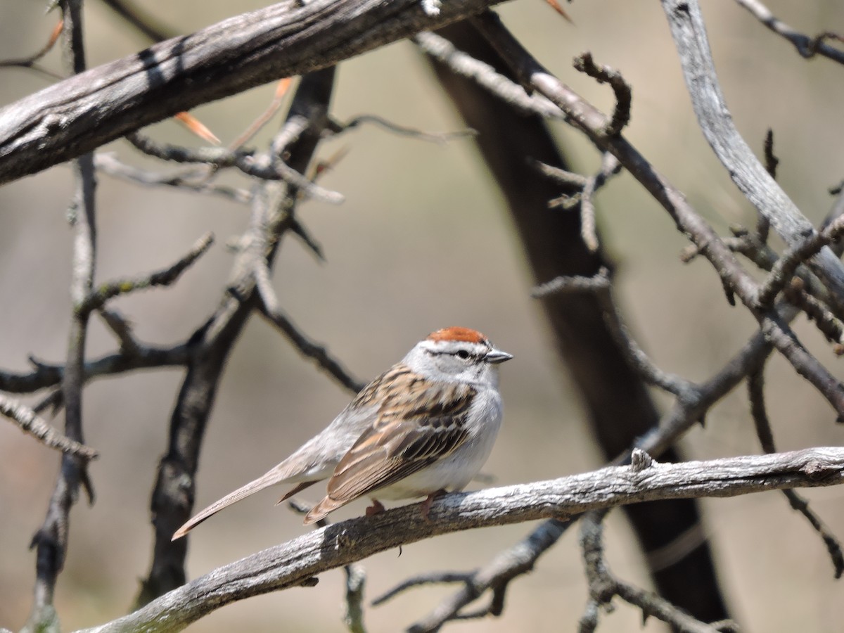 Chipping Sparrow - ML235267711