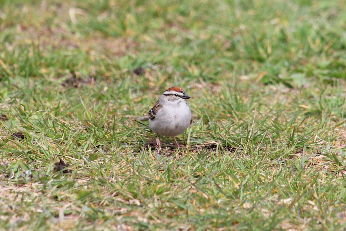 Chipping Sparrow - Christopher Moser-Purdy