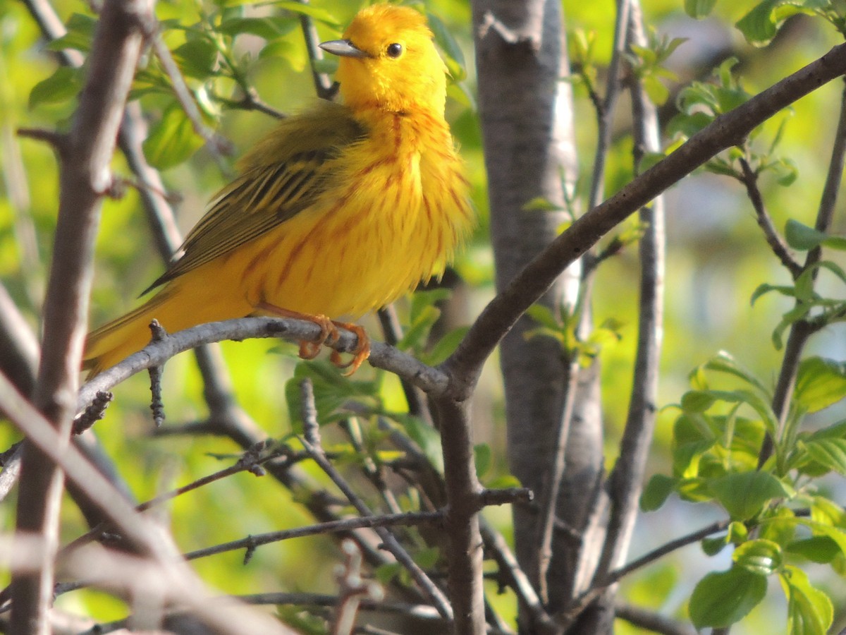Yellow Warbler - Mindy Smith