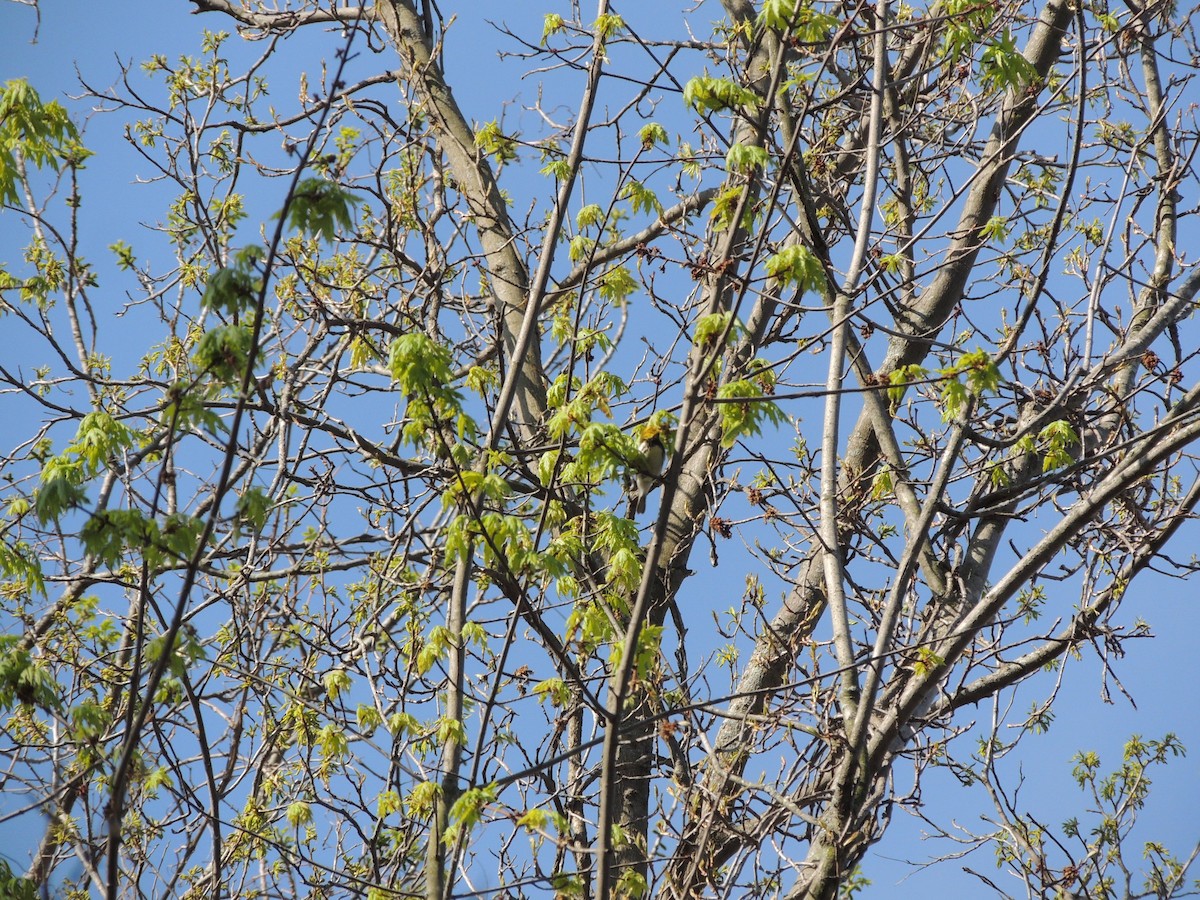 Black-throated Green Warbler - ML235270221