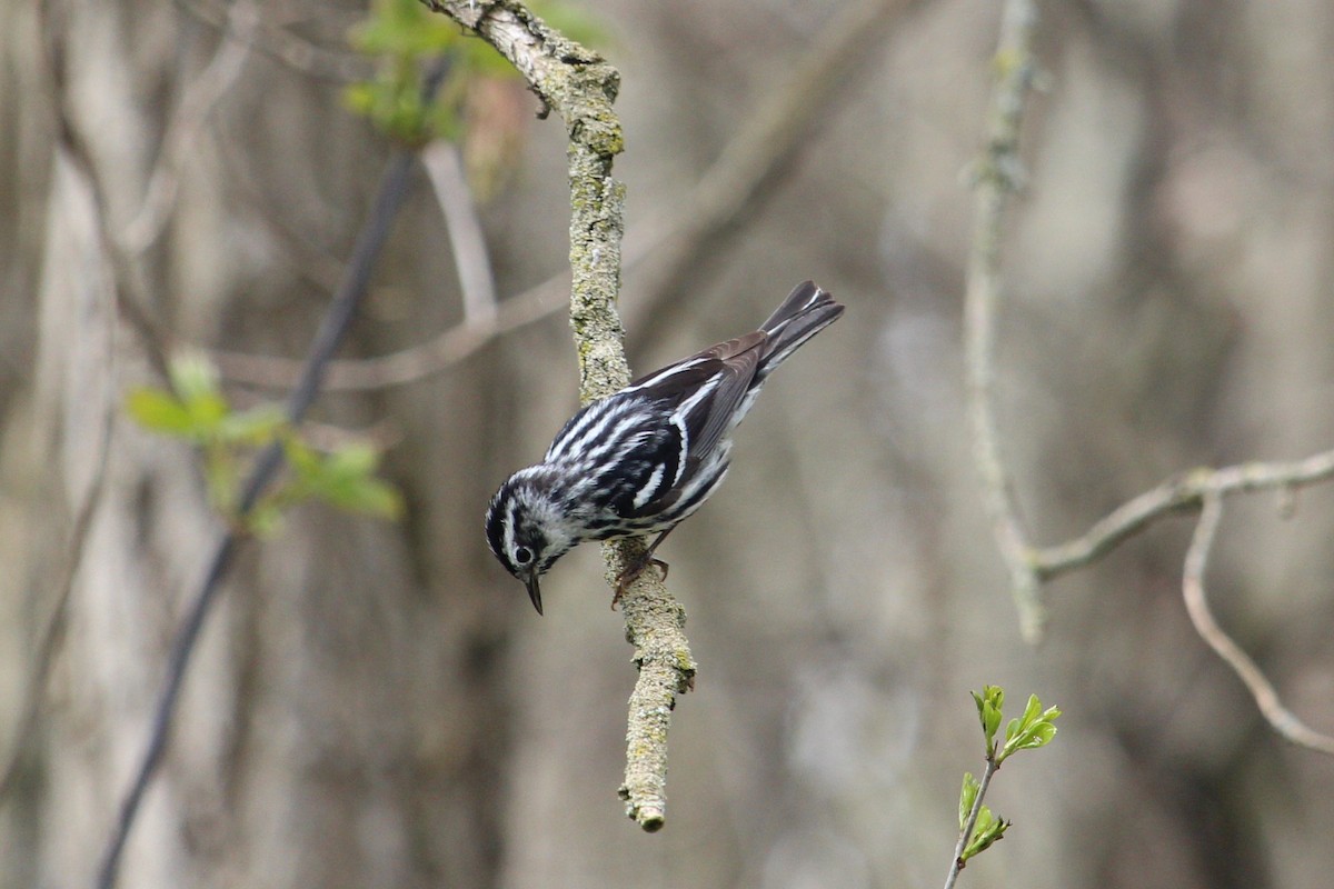 Black-and-white Warbler - Christopher Moser-Purdy