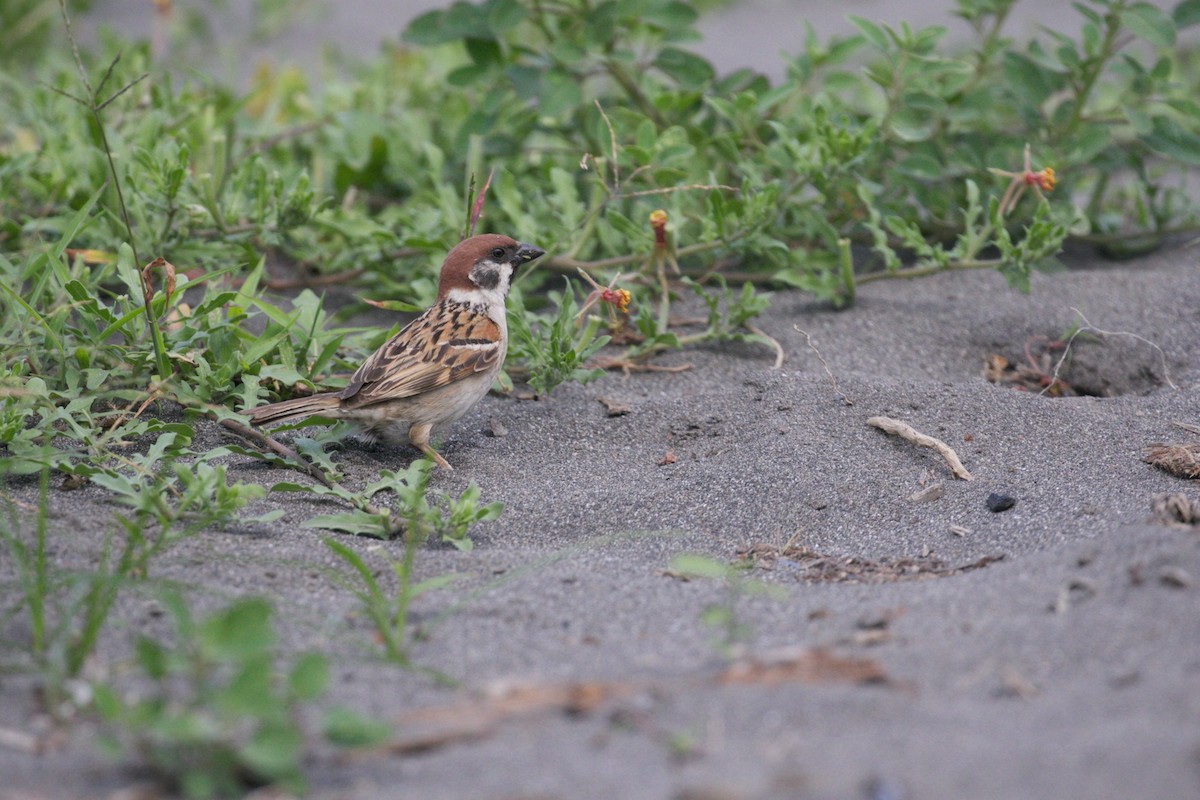 Eurasian Tree Sparrow - ML235273051
