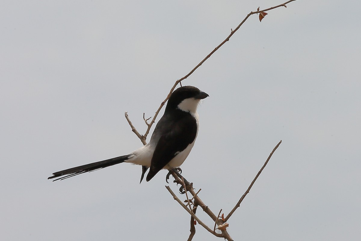 Long-tailed Fiscal - ML235273571